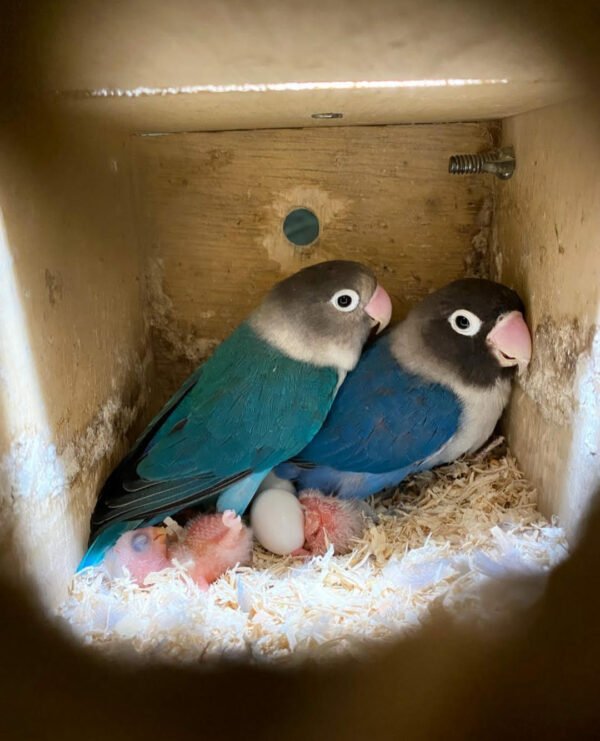 Lovebirds Eggs