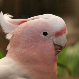 major mitchell cockatoo parrot for sale​