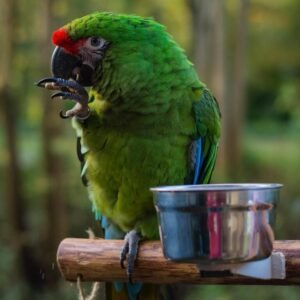 Military Macaw For Sale