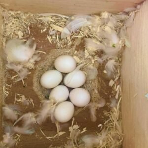 Moluccan Cockatoo Parrot Eggs