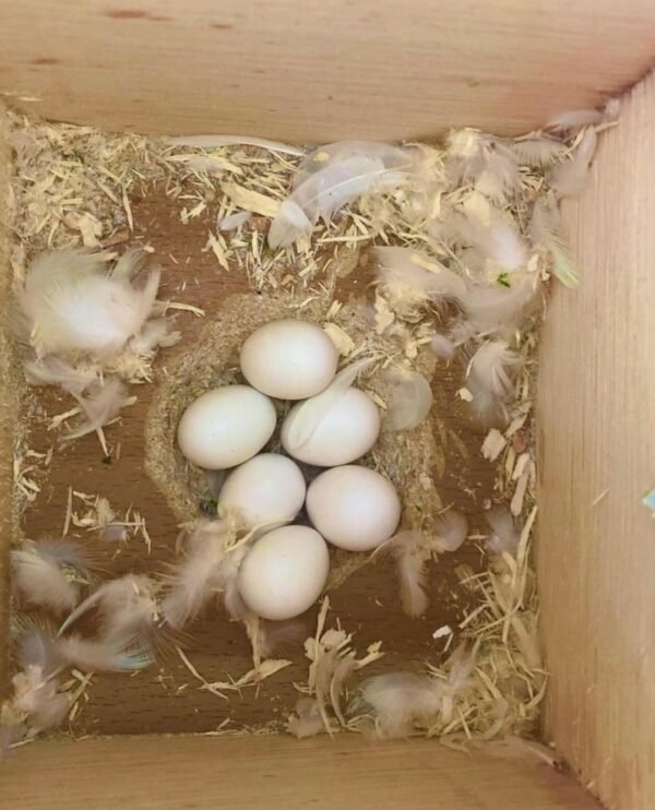 Moluccan Cockatoo Parrot Eggs