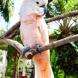 Moluccan Cockatoo Parrots For Sale Online - Live Parrots