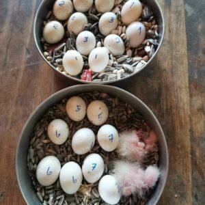 Mutation Buffon Macaw Parrot Eggs