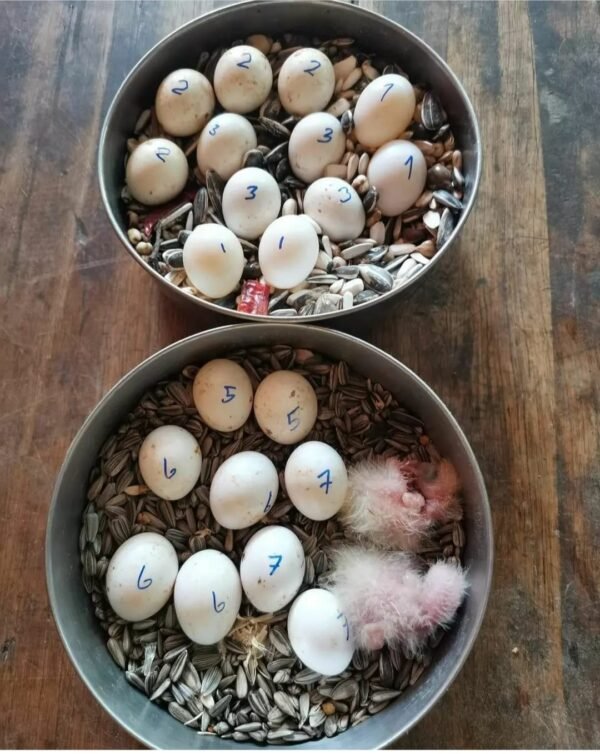 Mutation Buffon Macaw Parrot Eggs