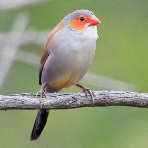 Orange Cheek Waxbill