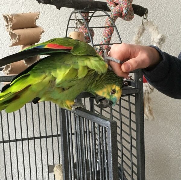 Orange Winged Amazon Parrot