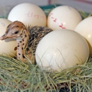 Ostrich Eggs