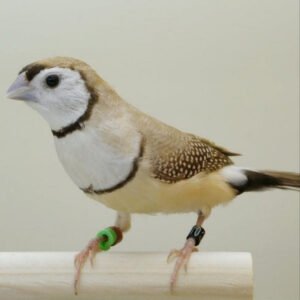 Owl Finches / Fawn Mutation