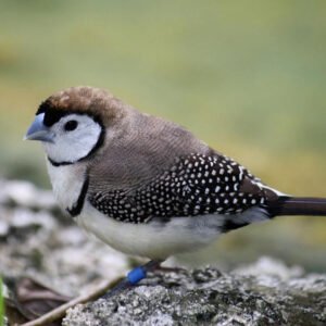 Owl Finches / Normal