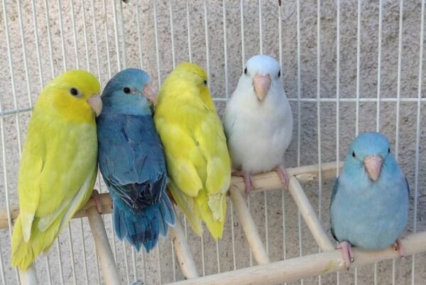 Pacific Parrotlet