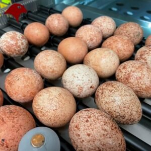 Peregrine Falcon Eggs