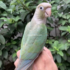 Pineapple Turquoise Conure Green Cheek Conure