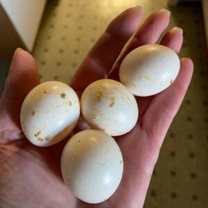 Pionus Parrot Eggs