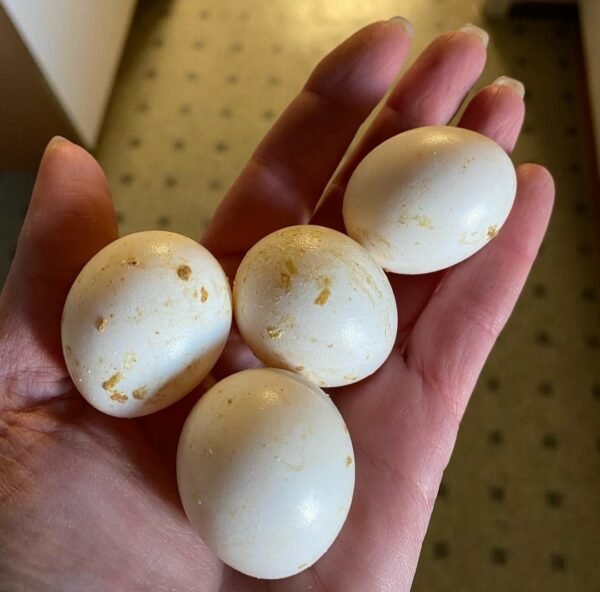 Pionus Parrot Eggs