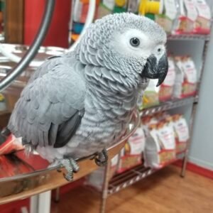 timneh african grey parrot for sale​