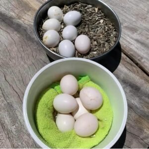 Quakers Parrot Eggs