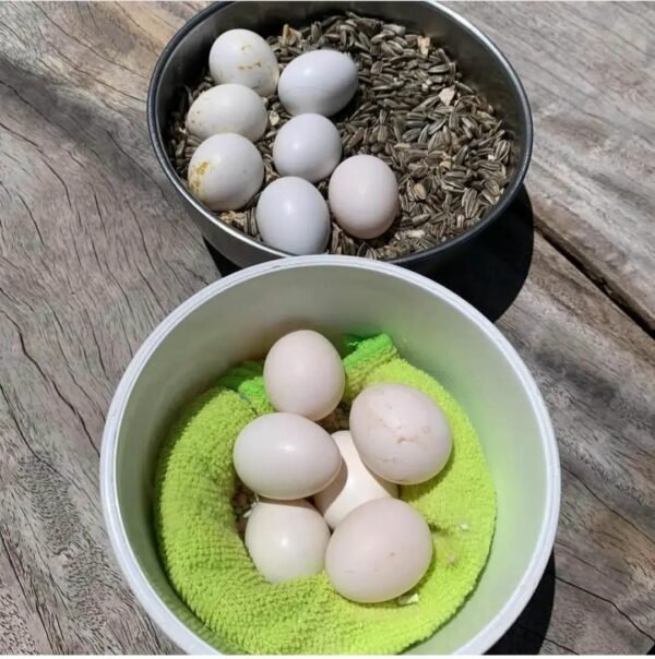Quakers Parrot Eggs