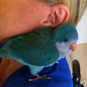Ready to Ship - Blue Quaker (Hand Fed)