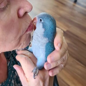 Ready to Ship - Blue Quaker (Hand Fed)