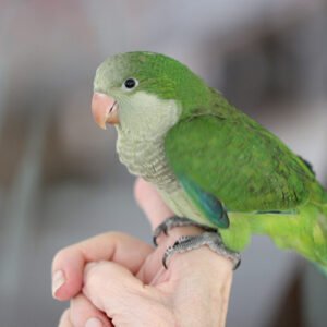 Ready to Ship Green Quaker (Hand Fed)