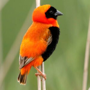 Red Bishop Weavers