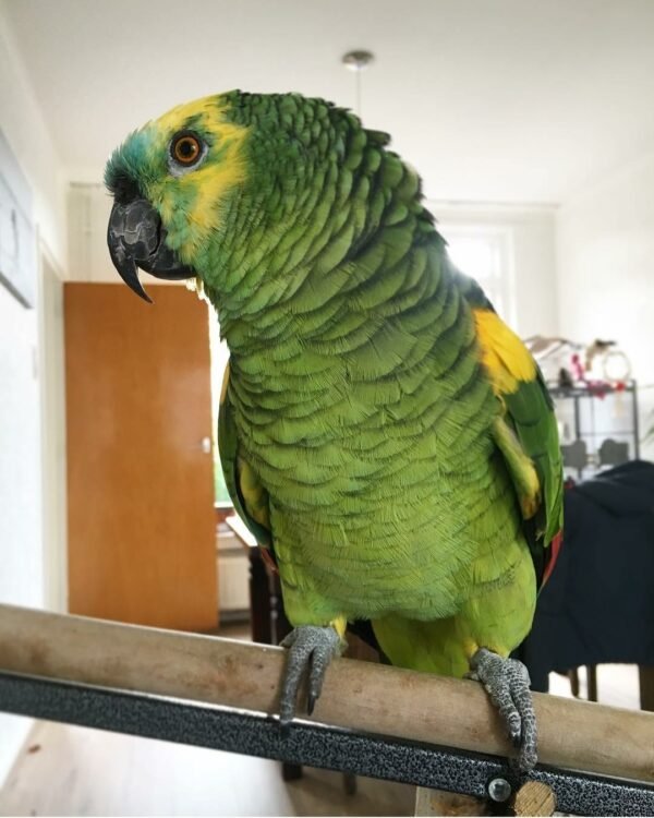 Red Lored Amazon Parrot