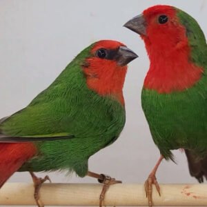 Red Throated Parrot Finches