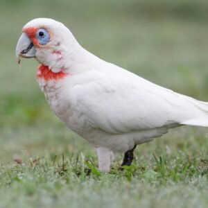 cockatoo parrot for sale​