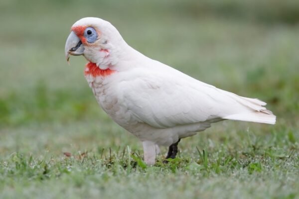 cockatoo parrot for sale​