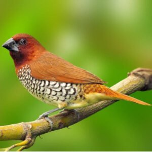 Spice Finch