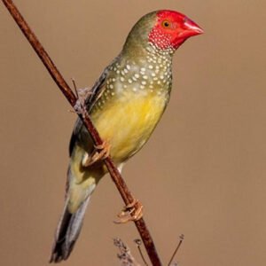 Star Finches Red Face