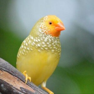Star Finches Yellow Face