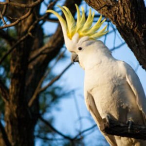 Sulphur Crested Cockatoo Parrots For Sale Online - Live Parrots