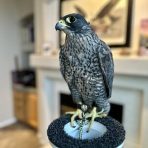 Tiercel GXP