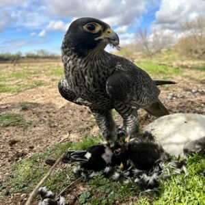 Tiercel GXP for sale