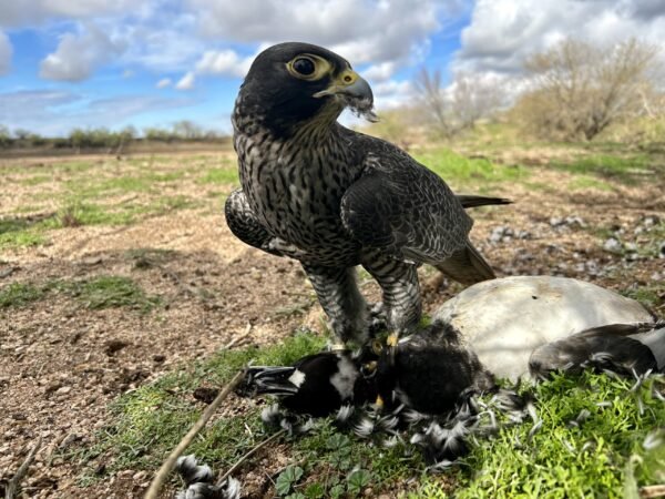 Tiercel GXP for sale