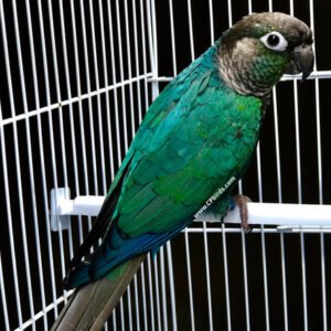 Turquoise Green Cheek Conure