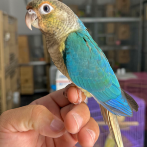 Turquoise YS Green Cheek Conure