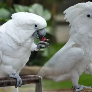 umbrella cockatoo parrot for sale​