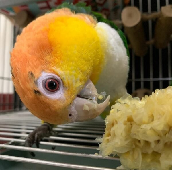 White-Bellied Caique Parrot For Sale