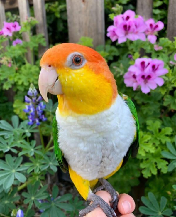 White-bellied Parrot for Sale – Playful & Intelligent Companion