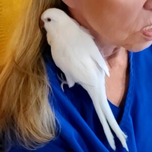 White Quaker (hand fed) Babies