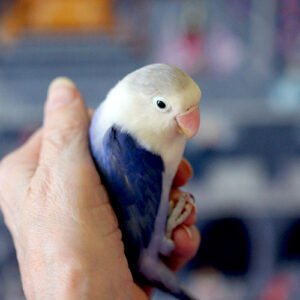 Wholesale - Love Bird Blue & White (hand fed)