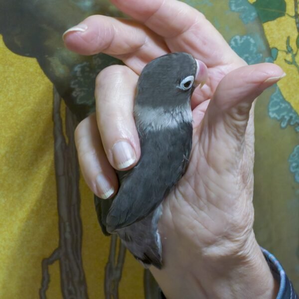 Wholesale - Love Bird (hand fed) Black