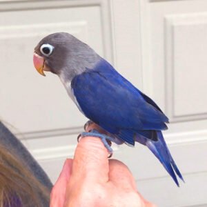 Wholesale - Love Bird (hand fed) Dark Blue