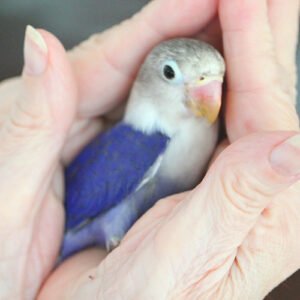 Wholesale - Love Bird (hand fed) Dark Blue with Grey