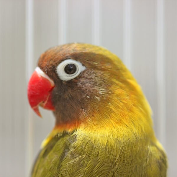 Wholesale - Love Bird (hand fed) Green/Black with Red Beak