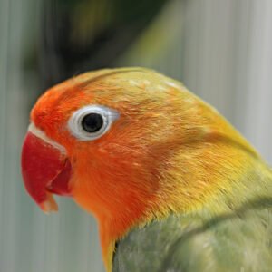 Wholesale - Love Bird (hand fed) Green with Red Beak