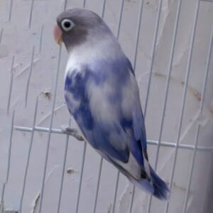 Wholesale - Love Bird (hand fed) Two Color Body (blue & white)
