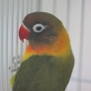 Wholesale - Love Bird (hand fed) Yellow Collar